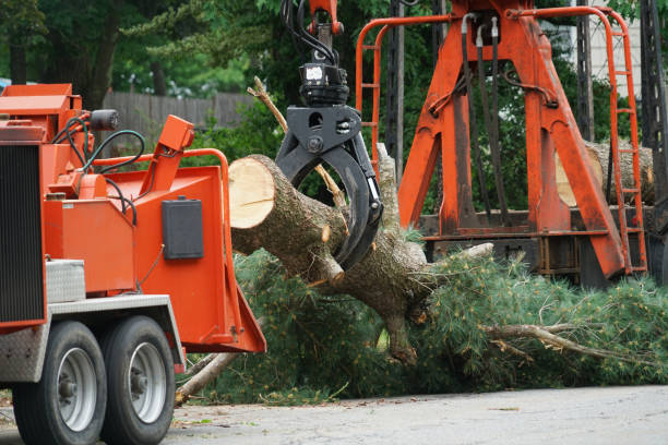 How Our Tree Care Process Works  in  Wasco, CA
