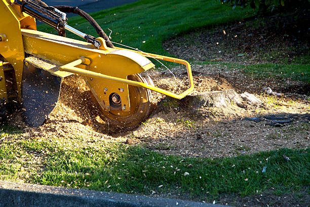 Trusted Wasco, CA Tree Services Experts
